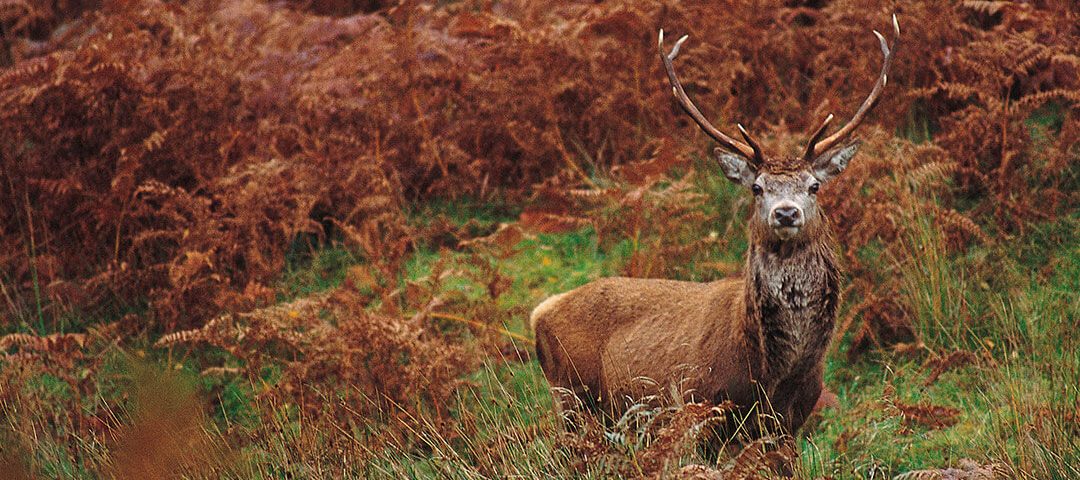 Loch Awe walks to explore forest trails and discover local wildlife