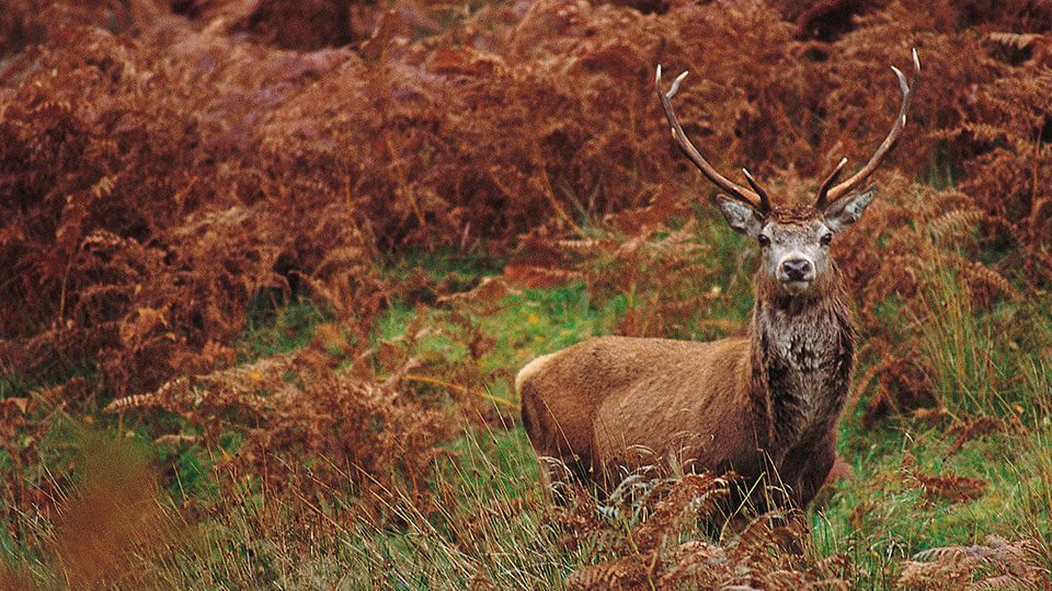 Loch Awe walks to explore forest trails and discover local wildlife